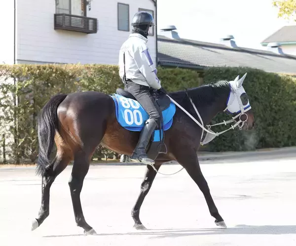 【シルクロードＳ】ヤブサメは坂路をキャンターで軽快　石橋調教師「豊も京都の方がいいと言っていた」