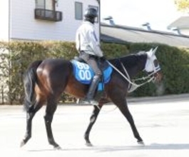 【シルクロードＳ】ヤブサメは坂路をキャンターで軽快　石橋調教師「豊も京都の方がいいと言っていた」