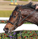 「【エルフィンＳ】スピナーリートは２戦目の上積み大　無傷２連勝へ陣営「動きがすごくいい。楽しみですね」」の画像1