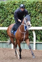 【注目馬動向】チャーチルダウンズＣ４着のシーミハットクは白百合Ｓへ　ジューンアヲニヨシは浜中俊騎手と平安Ｓへ