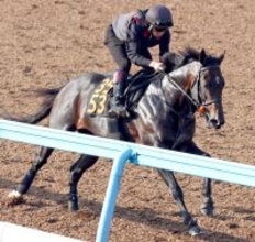 【日本ダービー・２週前】皐月賞５着から逆襲へフォルテアンジェロが切れのある動き　上原佑調教師「あの内容ならダービーでも」