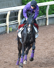 【注目馬動向】ヴィクトリアマイル２着のカムニャック　秋はアイルランドＴから始動予定