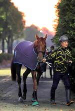 【ジャパンＣ・考察】日本ダービー馬３頭で最も有力なのは…　各世代のレベルを深掘り