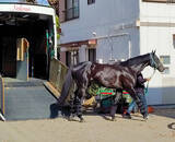 「【ジャパンＣ】あと２戦で引退予定のジャスティンパレス　陣営「あと２回なので、何とかいい結果を」」の画像1