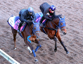 【フェアリーＳ】良血馬ギリーズボールがリズム良く坂路で併入　手塚久調教師「気持ちの強い子で能力はありそう」