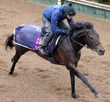 「【注目馬動向】ミュージアムマイルは変わらずドバイ・ターフへ　出走しない場合は大阪杯かクイーンエリザベス２世カップ視野」の画像1