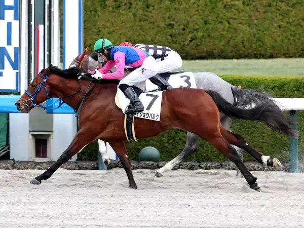 【阪神６Ｒ・３歳１勝クラス】メイショウバルクが力強い伸びで２連勝　幸英明騎手「強かったと思います」