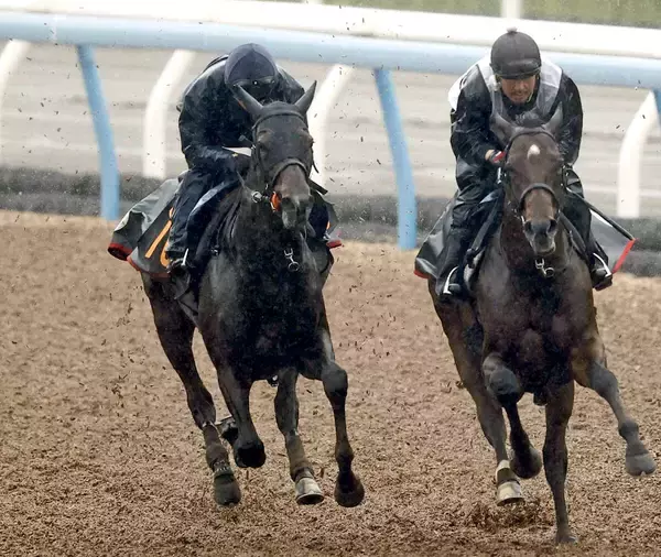 【皐月賞・２週前】報知杯弥生賞２着のライヒスアドラーは軽めの併入　上原佑調教師「一回使って良くなっています」