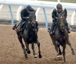 【皐月賞・２週前】報知杯弥生賞２着のライヒスアドラーは軽めの併入　上原佑調教師「一回使って良くなっています」