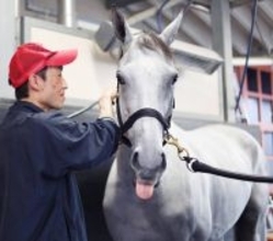 【Ｇ１トク捜リレー】過去の取材の記憶がよみがえる　坂本達洋記者の注目は内めの枠の前哨戦２着馬　天皇賞・春