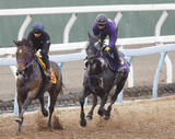 「【安田記念・１週前】重賞連勝中トロヴァトーレは鋭く１１秒２　鹿戸調教師「ダートを試したりしたことがいい方向に出たのかも」」の画像1