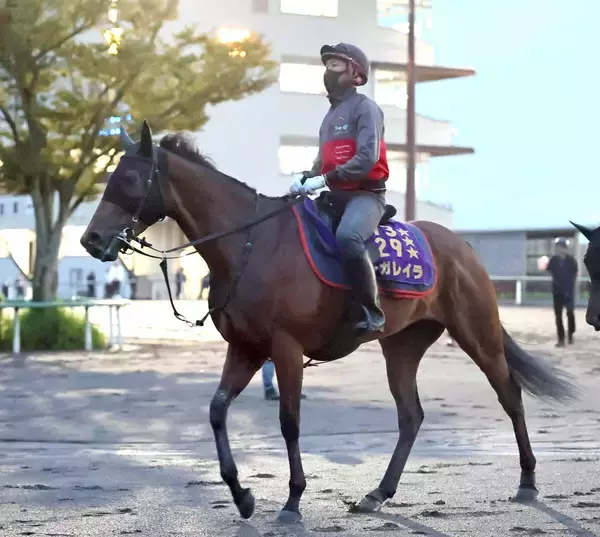 【オールカマー】レガレイラ連覇へ陣営「去年の前よりは雰囲気がいい」５戦３勝と好相性の中山で始動