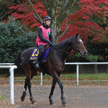 日曜中京競馬場の注目激走馬…中京１１Ｒチャンピオンズカップ・Ｇ１