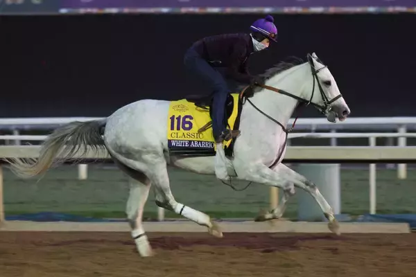 【ペガサスＷＣ】ホワイトアバリオは連覇ならず２着　４年連続挑戦のスキッピーロングストッキングＶ