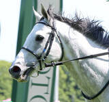 「【小倉ジャンプＳ】サンデイビスが重賞２勝目　上野翔騎手はＪＲＡ通算１００勝　断然人気ジューンベロシティは２着」の画像1