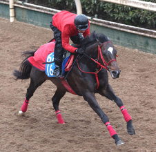 【中山記念】エコロヴァルツが待望の初タイトルへ軽快に登坂　牧浦調教師「硬さが抜けてきた」