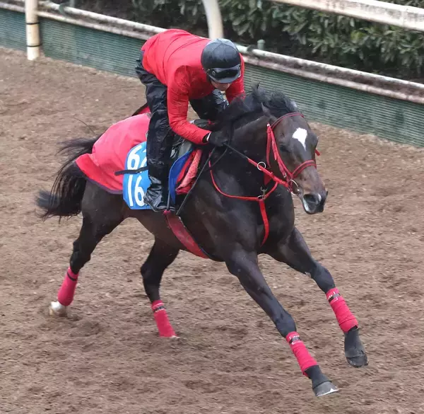 【中山記念】エコロヴァルツが待望の初タイトルへ軽快に登坂　牧浦調教師「硬さが抜けてきた」