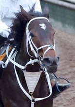 【チャンピオンズＣ】ビジュいいじゃん　額に輝く２つのハート♥♥　ダブルハートボンドが史上２頭目の女王へ