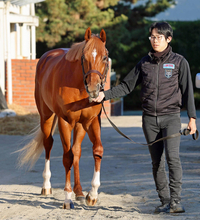 【朝日杯ＦＳ】決め脚が魅力のエコロアルバ　田村調教師「（１週前は）素晴らしい動き」