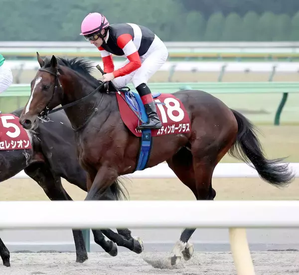 【注目馬動向】有馬記念回避のスティンガーグラスが木村厩舎から友道厩舎に転厩