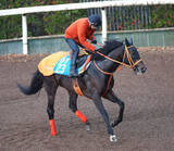 「【中山金杯】ケイアイセナは着実に地力を強化　平田調教師「今が充実期という感じ」」の画像1