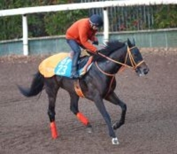 【中山金杯】ケイアイセナは着実に地力を強化　平田調教師「今が充実期という感じ」