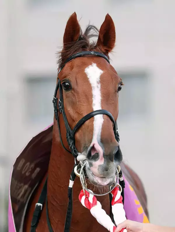 【注目馬動向】フェスティバルヒルは桜花賞で復帰の予定　昨年のファンタジーＳ覇者