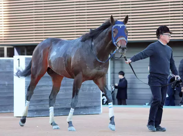 【注目馬動向】黒竹賞を勝ったマクリールは雲取賞、またはヒヤシンスＳが次走の選択肢