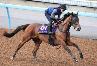 【安田記念】ステレンボッシュは完全復活へ向けて力強い脚取りを披露　宮田調教師「素晴らしい動き」