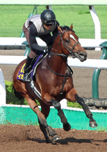 【函館記念】大混戦のハンデ戦は５頭が１０倍以下のオッズ　３勝クラスをレコードＶのイガッチが５・８倍の１番人気