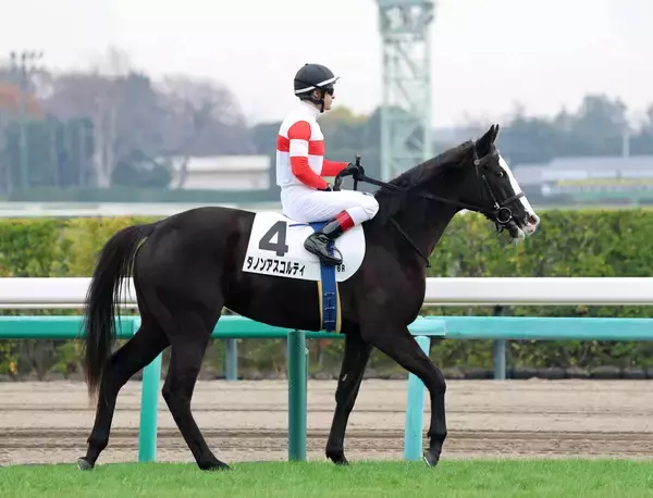 【中山６Ｒ・２歳新馬】４億円馬ダノンアスコルティの初戦は４着　ルメール騎手「これから良くなる」