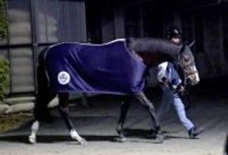 【注目馬動向】エキサイトバイオは招待受諾のレッドシーターフでＣデムーロ騎手と新コンビ　