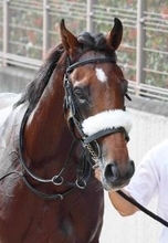 【注目馬動向】アーモンドアイの初子アロンズロッドが２月の箱根特別を視野に　国枝調教師の定年引退前に出走へ