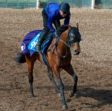 【阪急杯】連対率１００％のディアナザールは４枠８番　武豊騎手と初コンビのレイベリングは１枠２番　枠順確定