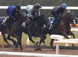 「【チューリップ賞】武豊騎手と初コンビのアランカールは３頭併せでラスト１１秒５　斉藤崇調教師「取りこぼせない一戦」」の画像1