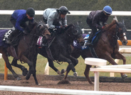 【チューリップ賞】武豊騎手と初コンビのアランカールは３頭併せでラスト１１秒５　斉藤崇調教師「取りこぼせない一戦」