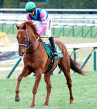 「【読売マイラーズＣ】ウォーターリヒトが直前びっしり追われ急上昇　石橋調教師「うちに来て初めてだね」」の画像1