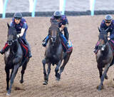 「【関屋記念】遅れてきた怪物がついに重賞初挑戦！６戦４勝のアンパドゥに陣営「ここでもやれる馬だと…」」の画像1