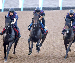 【関屋記念】遅れてきた怪物がついに重賞初挑戦！６戦４勝のアンパドゥに陣営「ここでもやれる馬だと…」