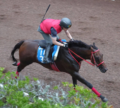 【アイビスＳＤ】「もう少しガツンとくるところが…」７歳馬デュガが坂路でラスト１１秒９も陣営は慎重