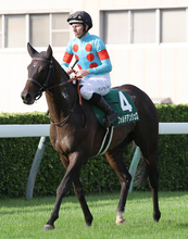 【注目馬動向】京成杯ＡＨ６着のフォルテアンジェロは福島記念を目標に調整　シルク・ホースクラブが発表