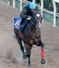 【フェブラリーＳ】一昨年の勝ち馬ペプチドナイルが主導権握る！？　武英調教師「ハナを叩いてもらおうかと思っている」