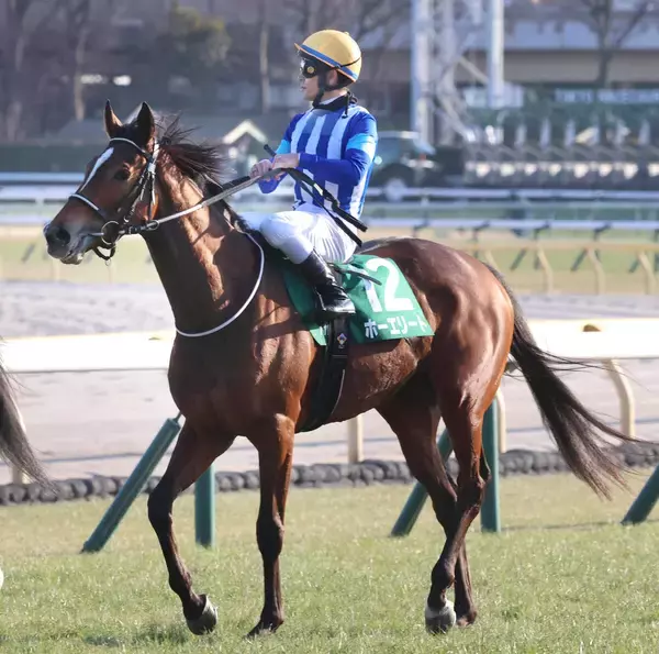 【ダイヤモンドＳ】紅一点ホーエリートは５着で３８年ぶり牝馬Ｖならず　戸崎圭太騎手「壁を作りたくて１回下げたら...」