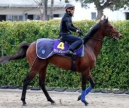 【高松宮記念】サトノレーヴは金曜輸送で万全　陣営「今朝も元気いっぱいで普段の仕草でした」