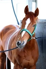 【Ｇ１トク捜リレー】２年連続的中を目指す記者の本命候補は？　高いレベルの瞬発力持つエルフィンＳ勝ち馬に注目　桜花賞　