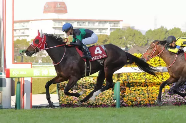 「４口当選したぞー」「外れると思ってた！」夢いっぱいの吉報にファンは歓喜の声　良血馬の一口馬主が続々誕生！