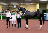 「【中京１１Ｒ】良血馬バルセシートが１勝クラスで２馬身差の完勝　西村淳也騎手「もう何の問題もない。素晴らしい」」の画像1