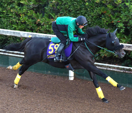 【天皇賞・秋】毎日王冠勝ち馬セイウンハーデスが貫禄の走り　ラストランに橋口調教師「すごく特別な馬」