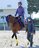 「【注目馬動向】レーベンスティールがドバイ・ターフとゴドルフィンマイルに予備登録」の画像1