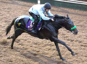 【共同通信杯】「まだ余力がある」中６週で参戦のロブチェン　ぶれない動きに杉山晴調教師も満足